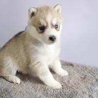 Siberian Husky con pedigree enci