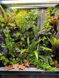 Terrario Bioattivo gechi/rane con piante tropicale