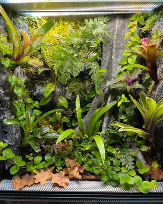 Terrario Bioattivo gechi/rane con piante tropicale