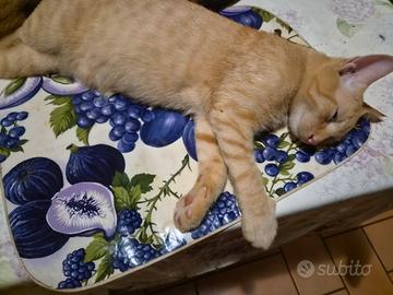 Gattini di 4 mesi. 1 maschio 2 femmine