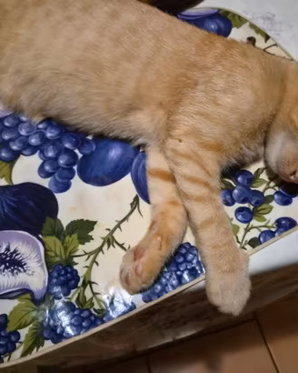 Gattini di 4 mesi. 1 maschio 2 femmine