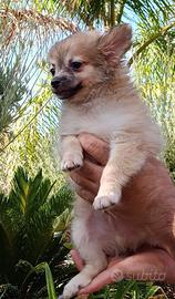 Chihuahua toy