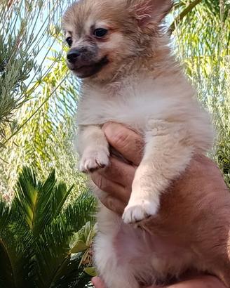Chihuahua toy