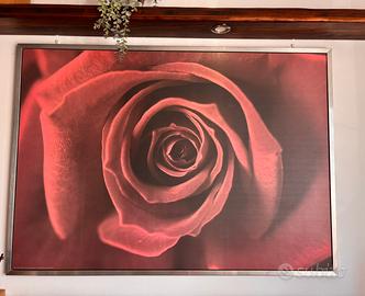 Quadro con stampa rosa rossa