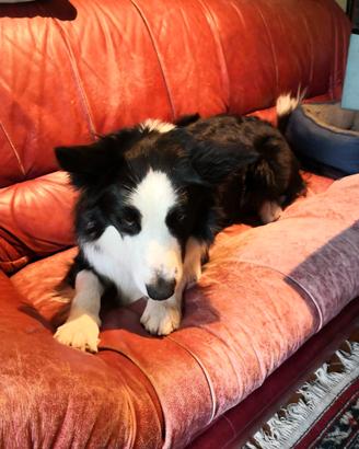 Aaron Border Collie per accoppiamento, monta