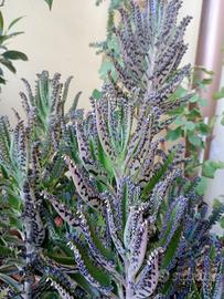 Kalanchoe daigremontiana gigante gemme avventizie