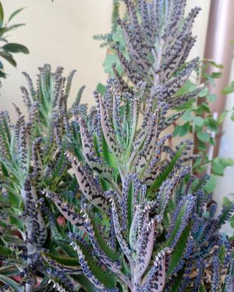 Kalanchoe daigremontiana gigante gemme avventizie