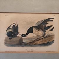 stampa antica Audubon