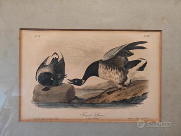stampa antica Audubon