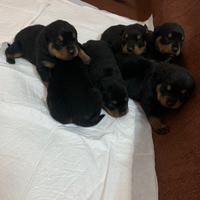 Cuccioli Rottweiler