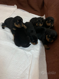 Cuccioli Rottweiler