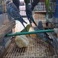 Cocorite