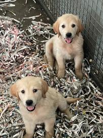 Cuccioli di golden retriver