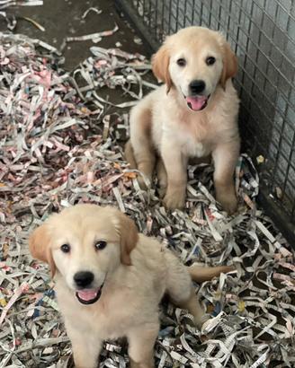 Cuccioli di golden retriver