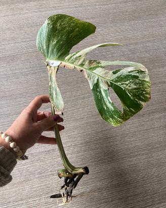Talea monstera albovariegata