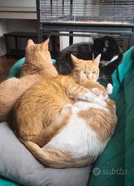 Gatti in adozione