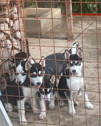 Ciccioli di Siberian Husky