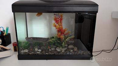 acquario 30 lt