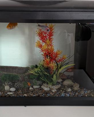 acquario 30 lt