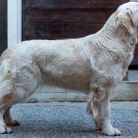 Golden Retriever Allevamento linea Inglese