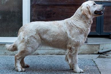 Golden Retriever Allevamento linea Inglese