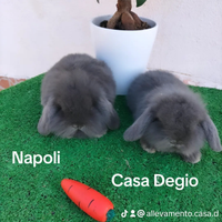 Conigli ariete nano mini