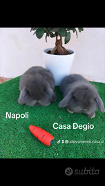 Conigli ariete nano mini