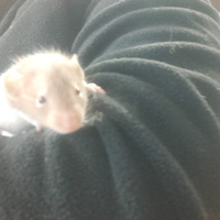 Ratto baby