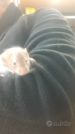 Ratto baby
