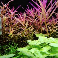 anubias e potature piante acquatiche 