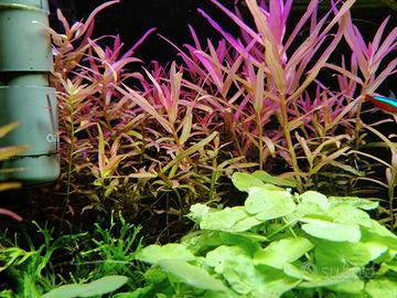 anubias e potature piante acquatiche 