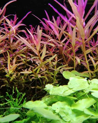 anubias e potature piante acquatiche 