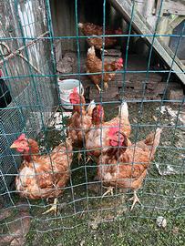 Galline ovaiole