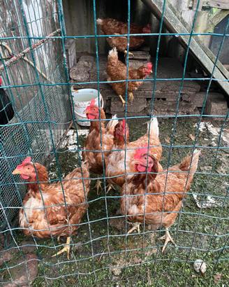 Galline ovaiole