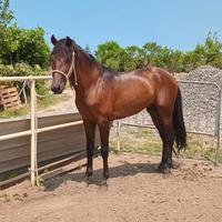 Cavallo spagnolo (VENDUTO)