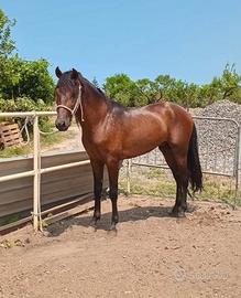 Cavallo spagnolo (VENDUTO)