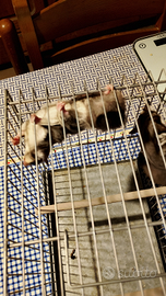 Petauri dello zuccheto