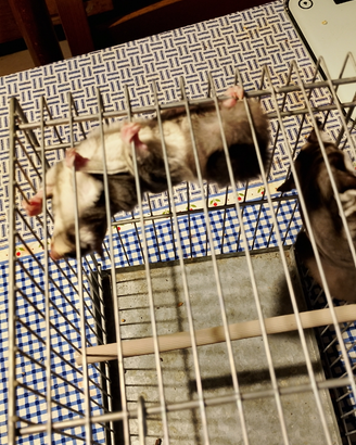 Petauri dello zuccheto