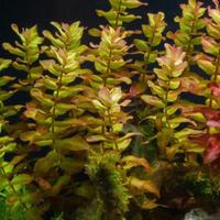 lotto da 25 piantine acquario tropicale