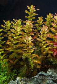 lotto da 25 piantine acquario tropicale
