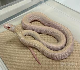 Serpente toro bull snake pituophis