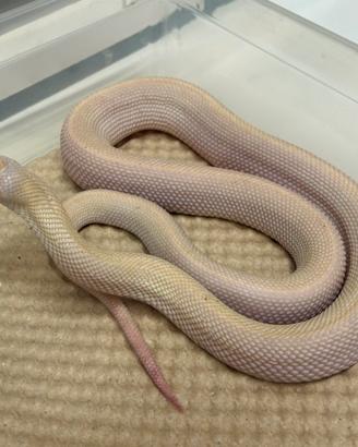 Serpente toro bull snake pituophis