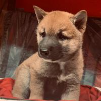 I migliori cuccioli italiani ( shiba inu 2 mesi)