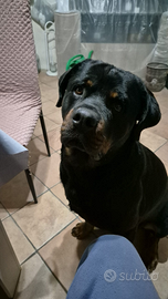 Rottweiler