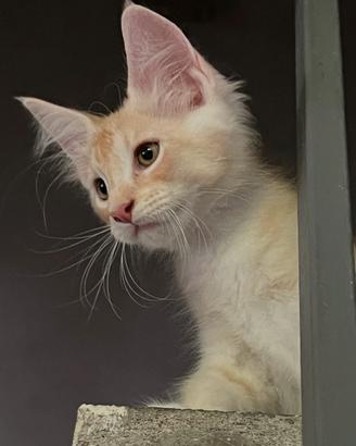 Cuccioli Maine Coon nati il 14 giugno 2026