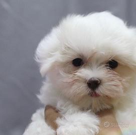 Cuccioli di maltese