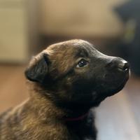 Cuccioli pastore belga malinois