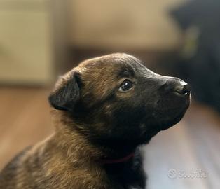 Cuccioli pastore belga malinois