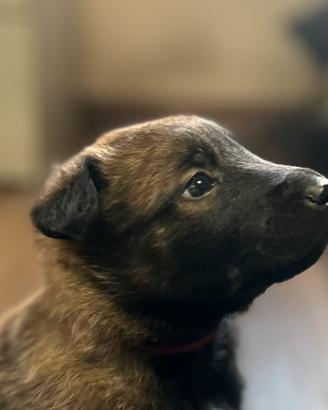 Cuccioli pastore belga malinois