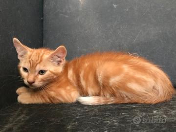 Splendidi gattini maschi in adozione